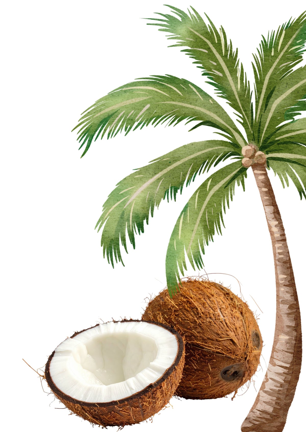 Coconut