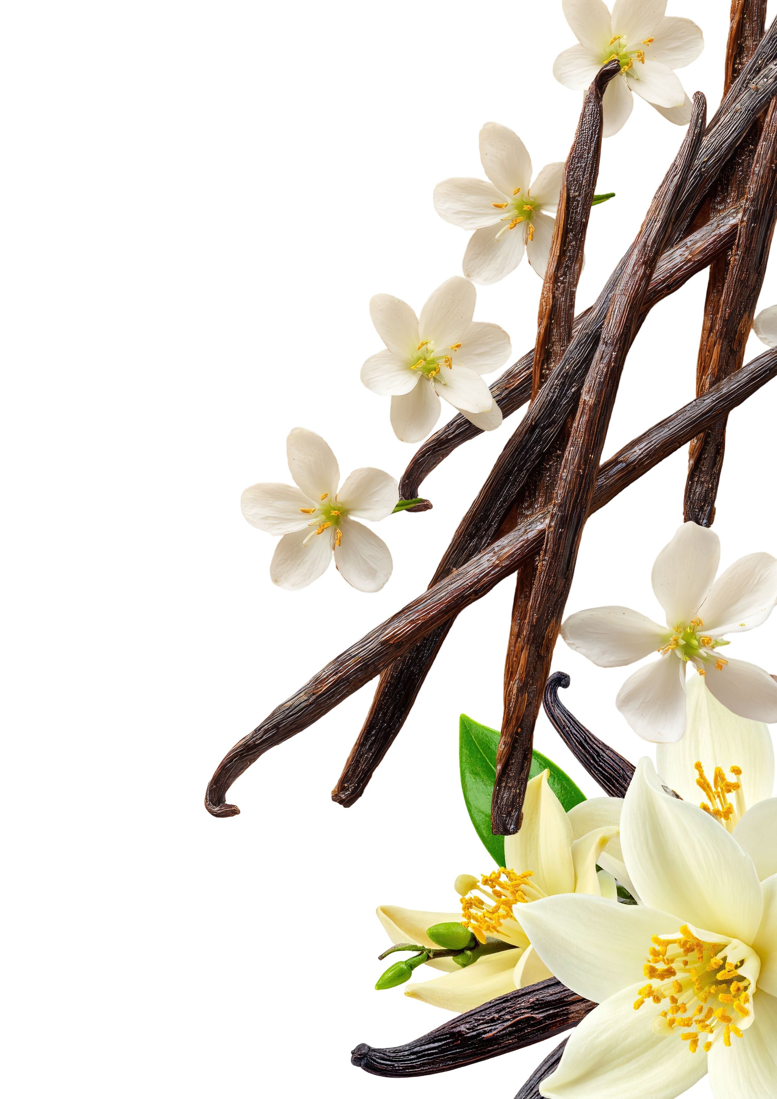 Vanilla
