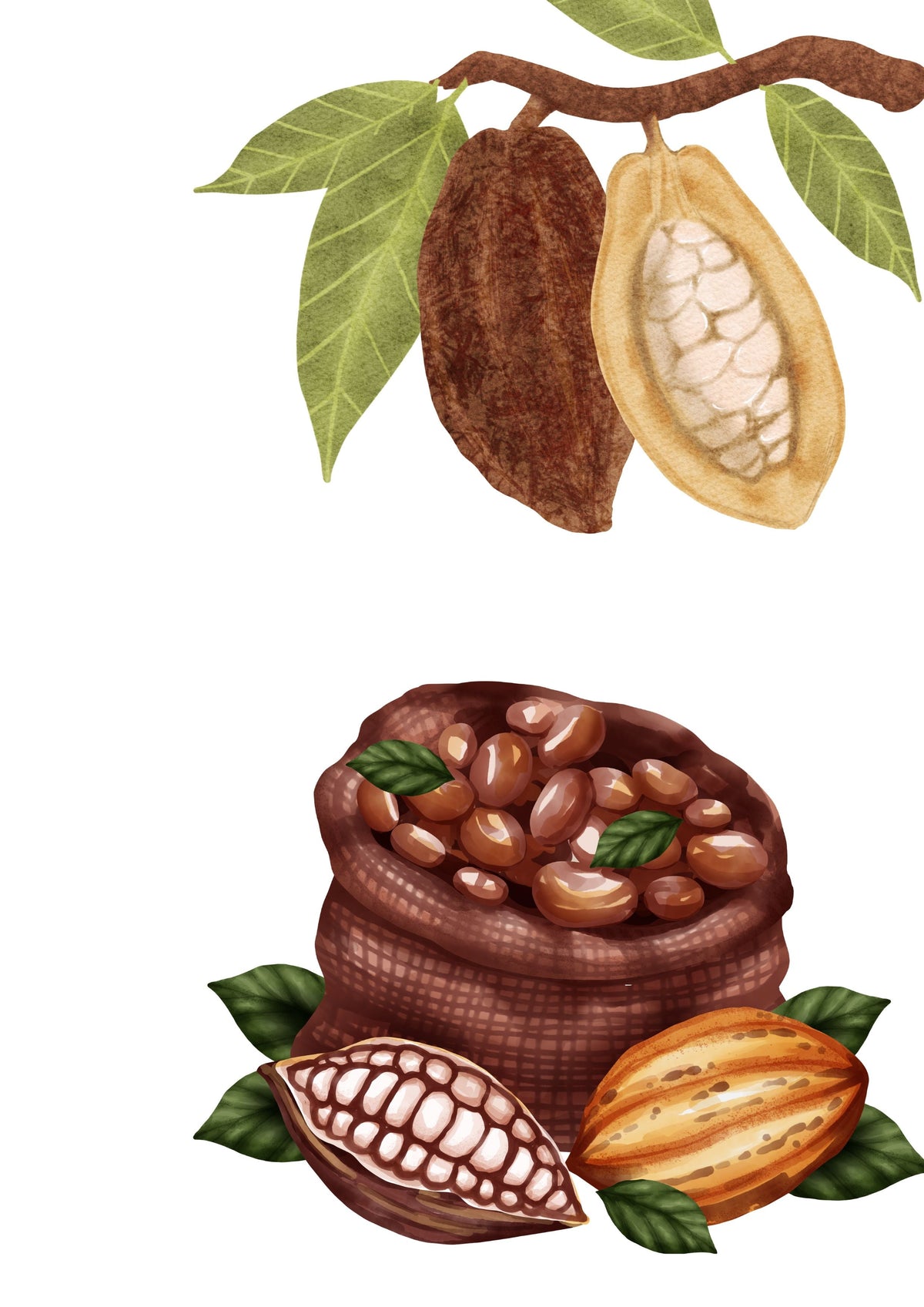 Cocoa
