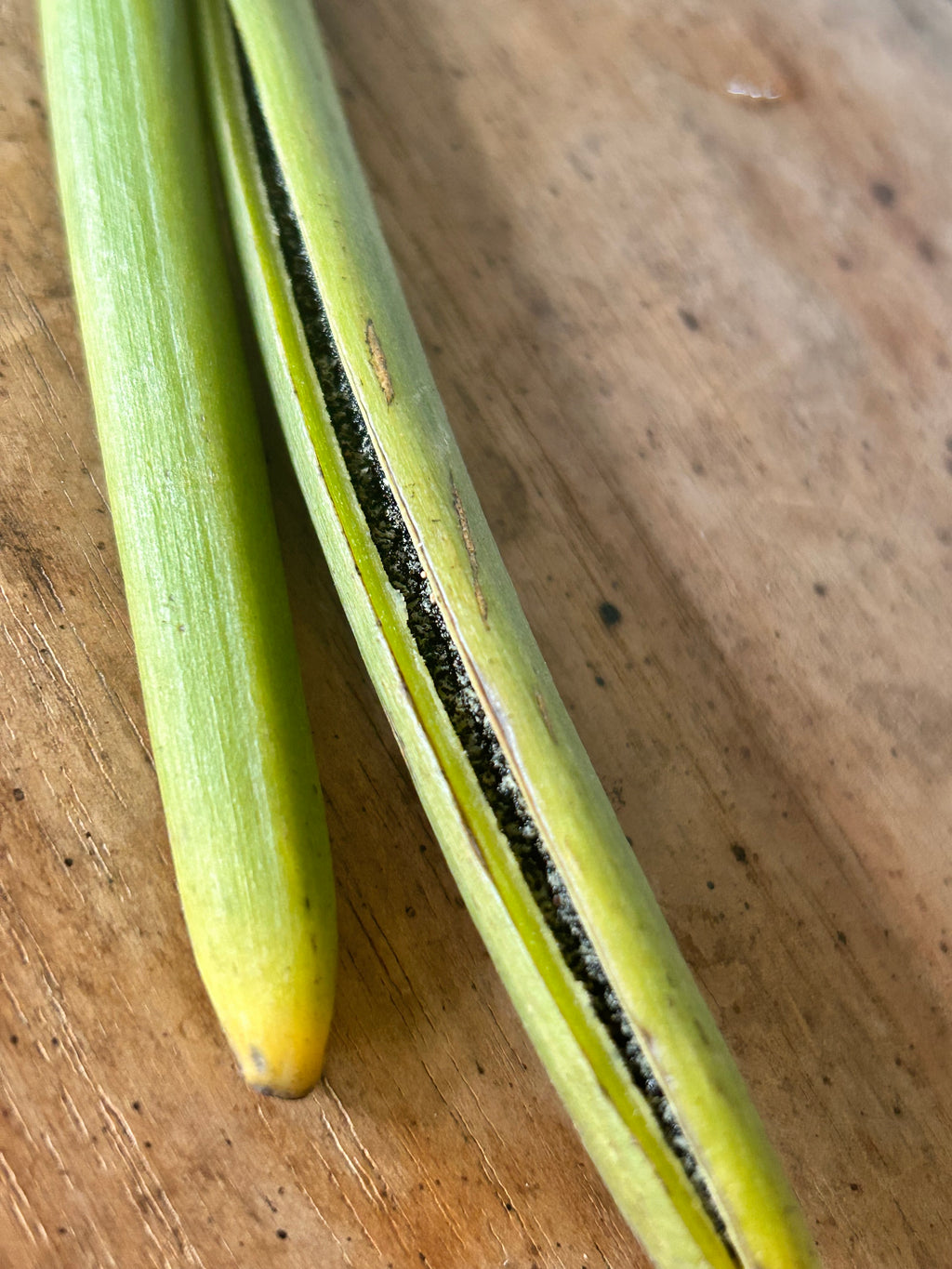 Vanilla