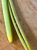 Vanilla