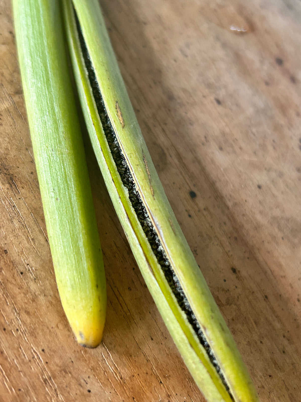 Vanilla